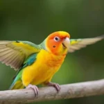 Best Bird Toys: Keep Your Feathered Friend Happy