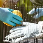 Dirty vs clean bird cage transformation for bird health