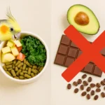 Bird safety tips for diet: Fresh apples, leafy greens, and pellets (safe) vs. avocado, chocolate, and caffeine (toxic).