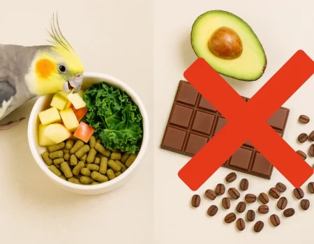 Bird safety tips for diet: Fresh apples, leafy greens, and pellets (safe) vs. avocado, chocolate, and caffeine (toxic).